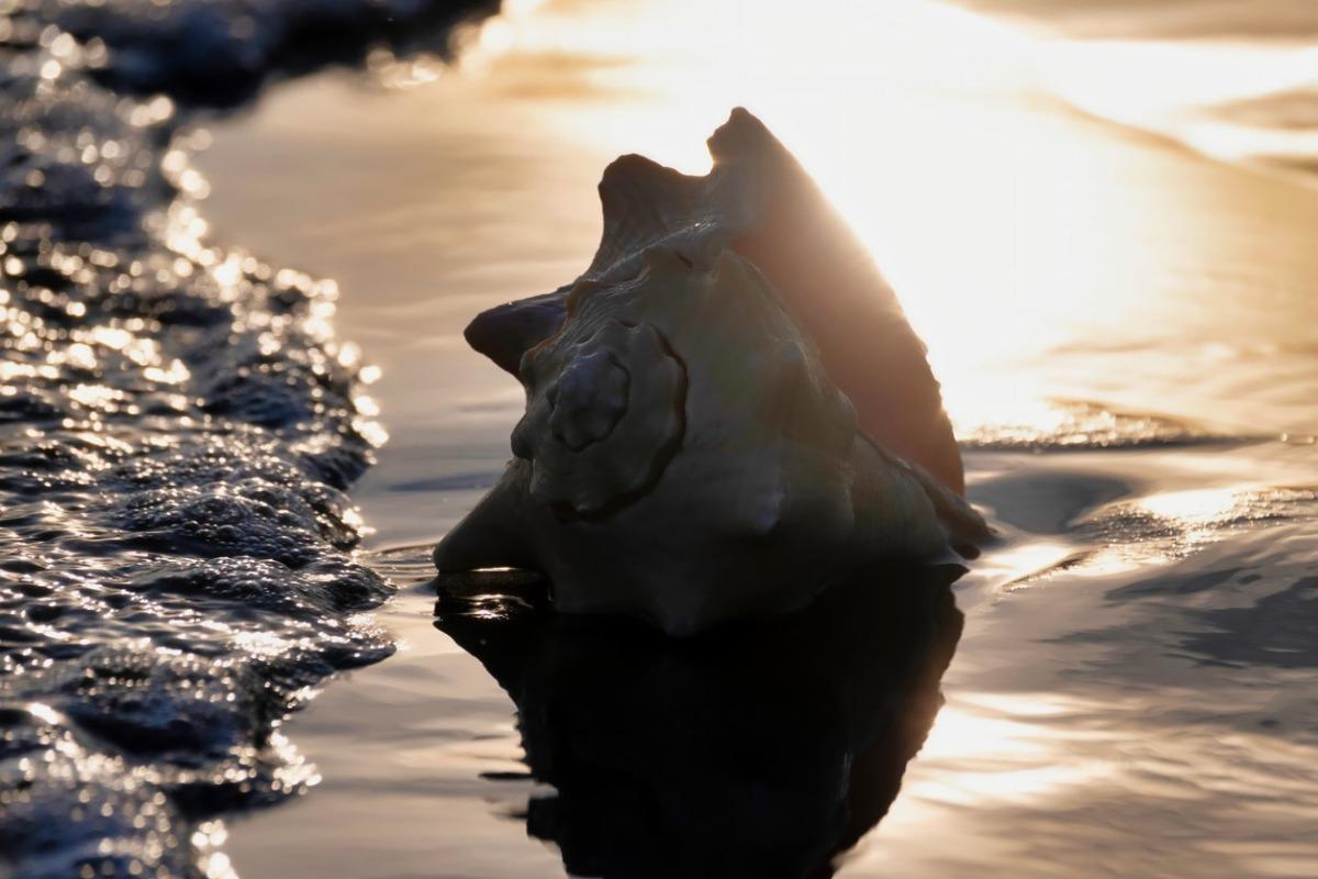 A seashell laying on the beach as waves crash over it